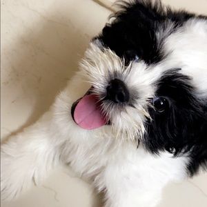 Meet your Posher, Krishna